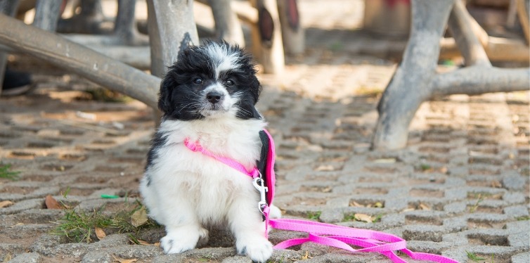 Pomeranian puppy dog harness