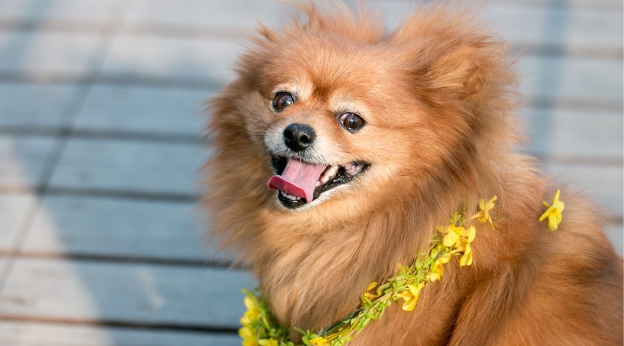 Pomeranian with flower collar