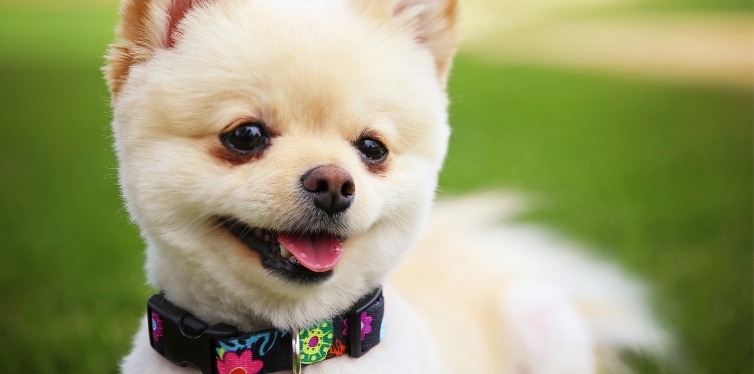 White Pomeranian with collar