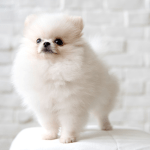 White Pomeranian White Pomeranian