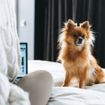 Fox Face Pomeranian Fox Face Pomeranian