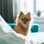 Short-Haired Pomeranian