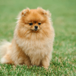 Teddy Bear Pomeranian